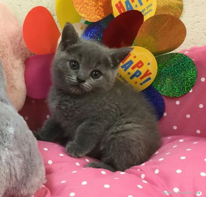 ID：1704-00305の子猫