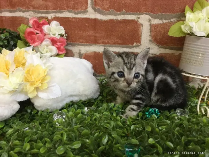 ID:1703-00576の子猫
