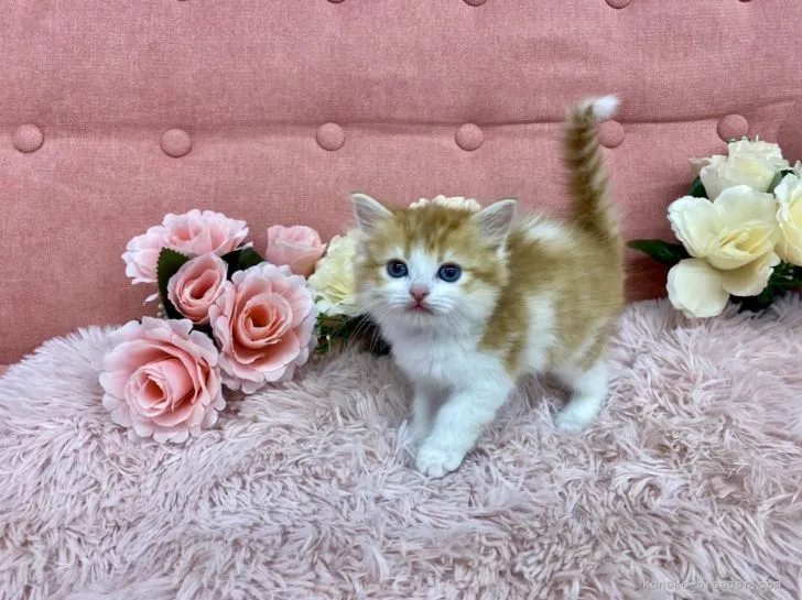 ID:2203-01051の子猫