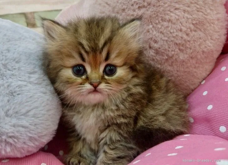 ID:1906-01025の子猫