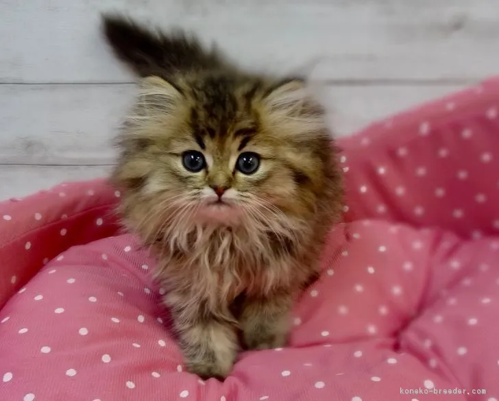 ID:1901-00427の子猫