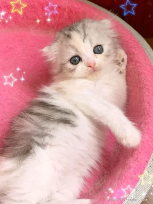ID:2202-00550の子猫
