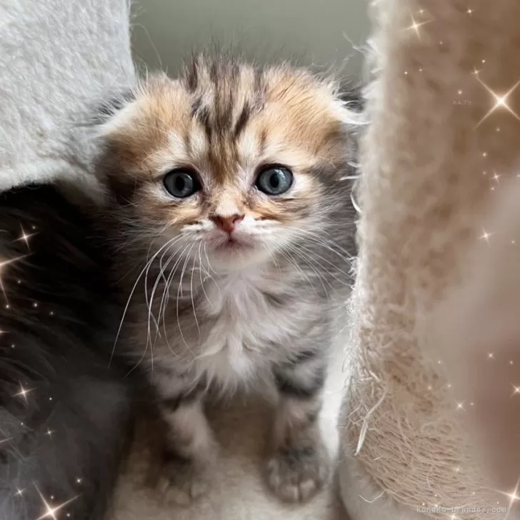ID:2405-00955の子猫