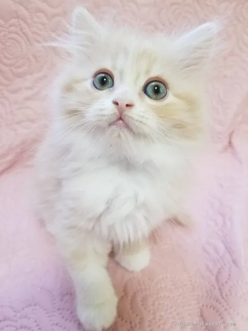 ID:1904-01320の子猫