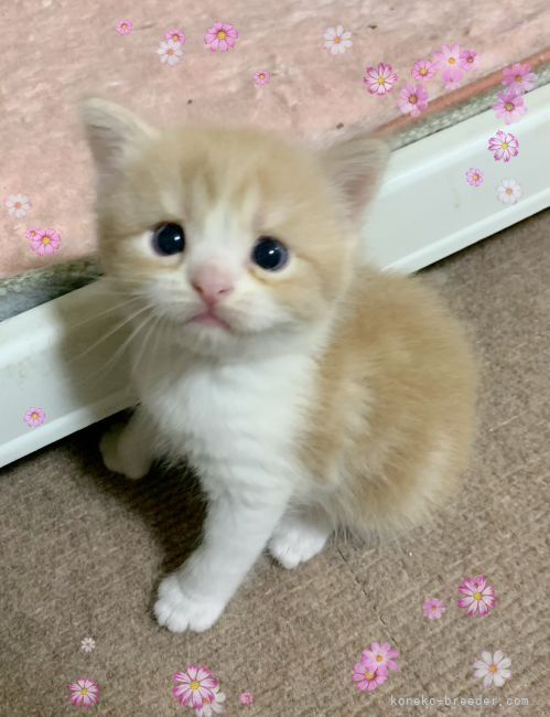 志摩小百合ブリーダーの評価一覧 口コミ 評判 全猫種 みんなの子猫ブリーダー