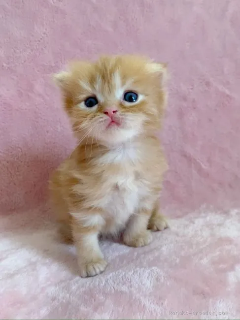 ID:2005-00432の子猫