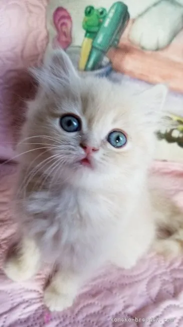 ID:1809-00573の子猫