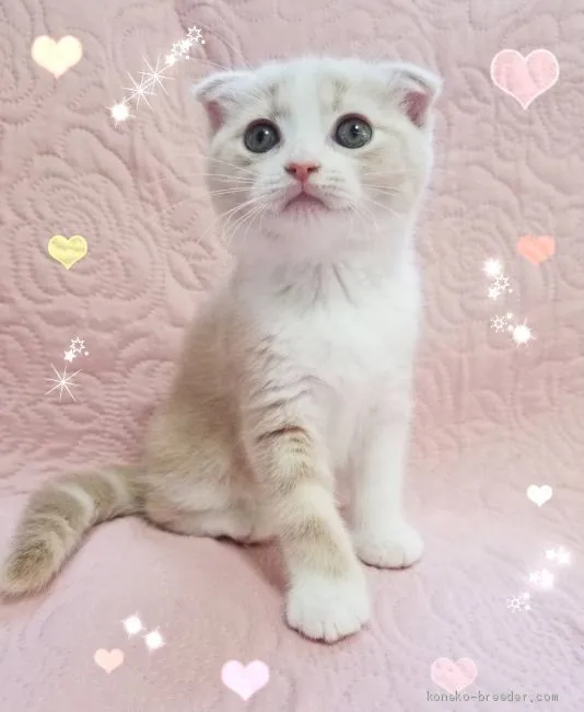 ID：1904-02042の子猫
