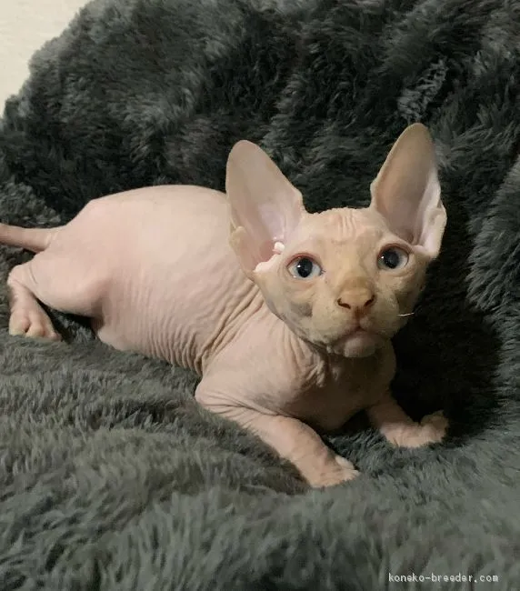 ID:2008-01655の子猫