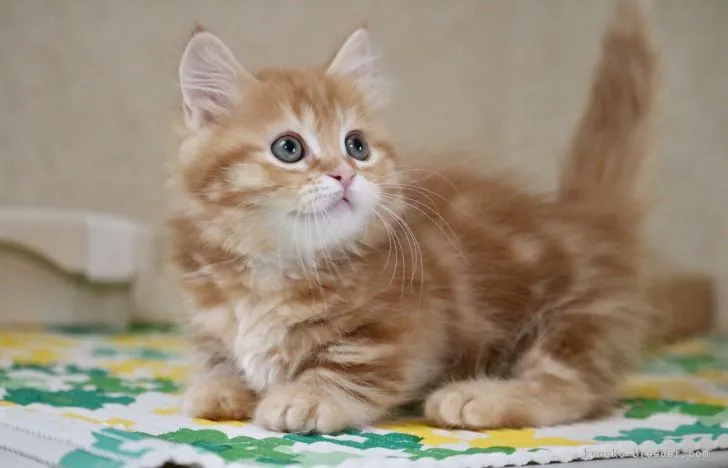 ID:2202-01597の子猫