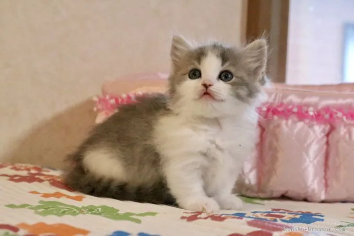 ID:2108-00326の子猫