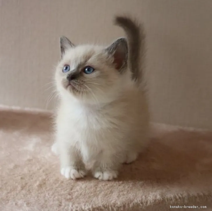 ID:2308-00389の子猫