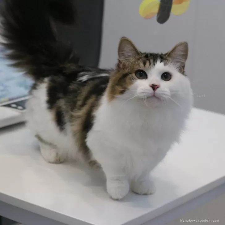 ID:2405-01139の子猫