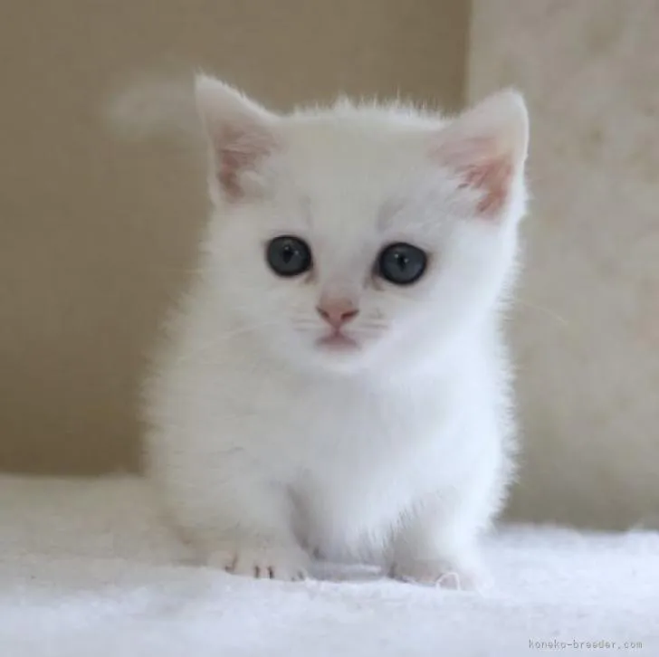 ID:2208-00498の子猫