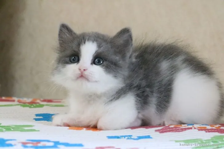 ID:2108-00322の子猫