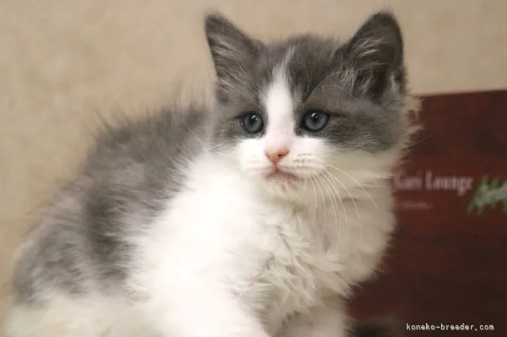 ID:2203-01549の子猫