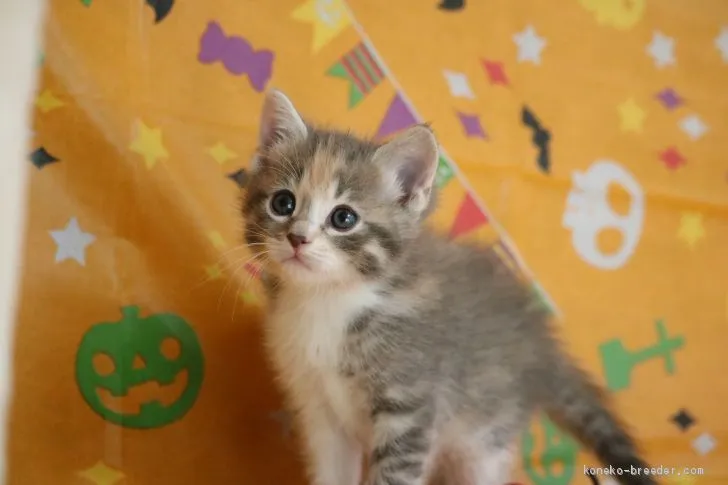 ID:2010-00508の子猫