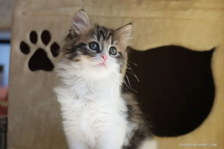 ID:1910-01260の子猫