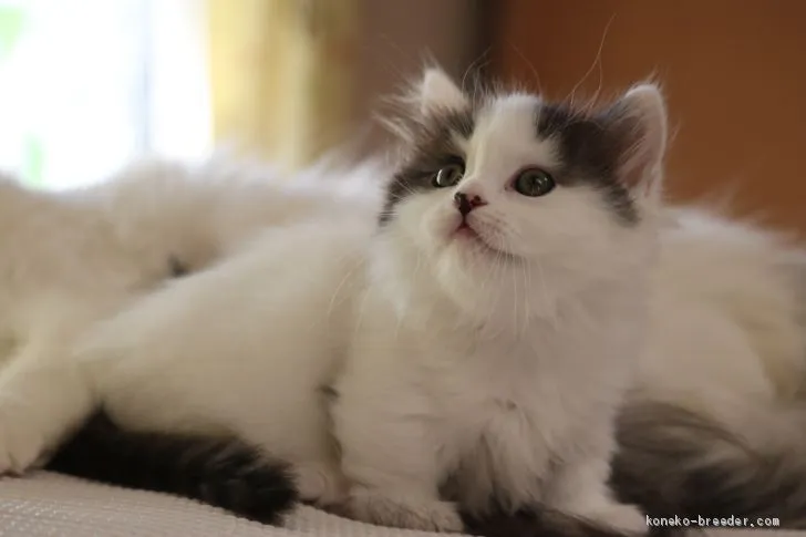 ID:1910-01262の子猫