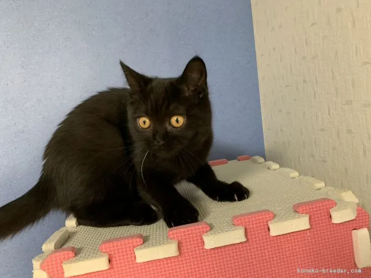 natumeguharu 様のお迎えした子猫
