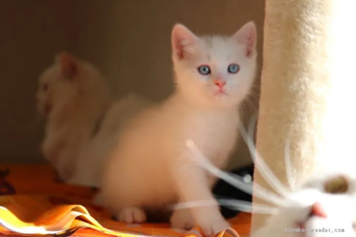 ID:2010-00509の子猫