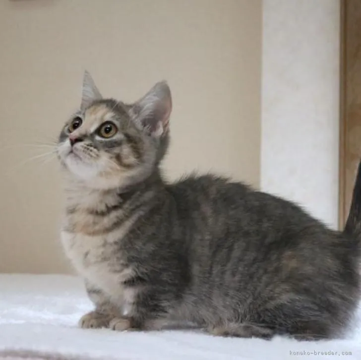 ID:2205-01989の子猫