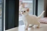 マンチカン(長足)【福井県・女の子・2023年8月27日・ホワイト】の写真2「10/10撮影」