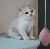 マンチカン(長足)