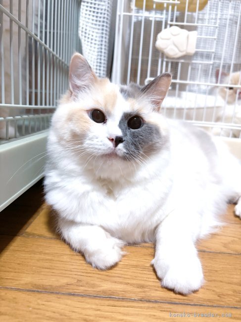 坂田佳枝ブリーダーのブログ：甘えたのブルーちゃん