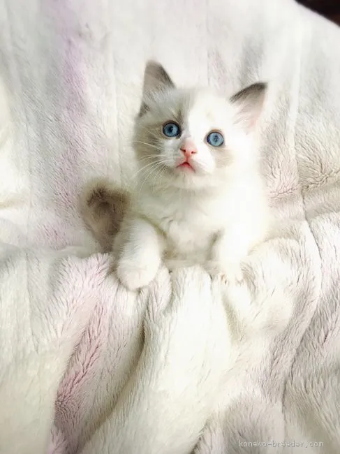ID:2003-01780の子猫
