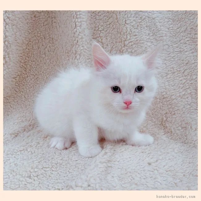 ID：2202-00873の子猫