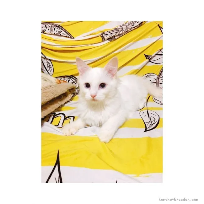 ID:1809-01353の子猫