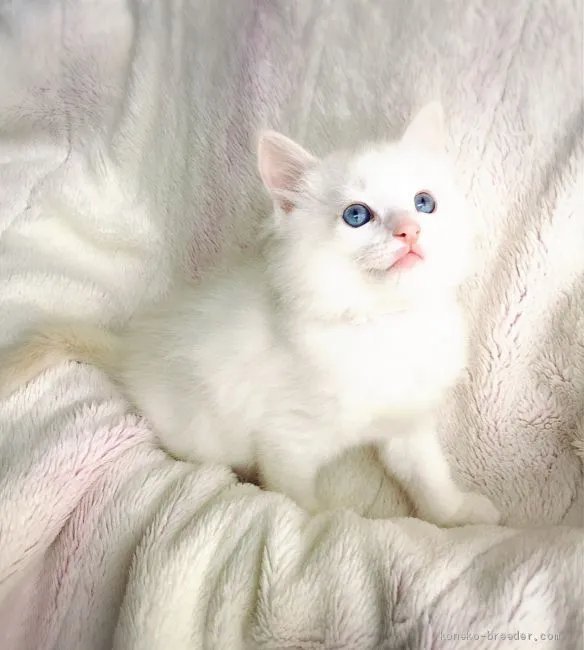 ID:2003-01783の子猫