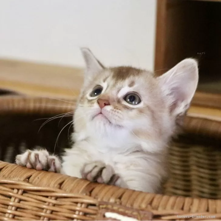 T to T 様のお迎えした子猫