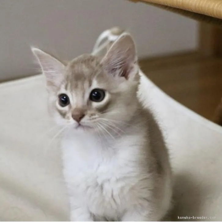 ID:2207-00383の子猫