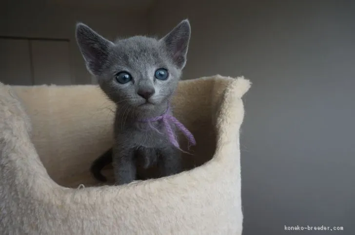 Tommy 様のお迎えした子猫