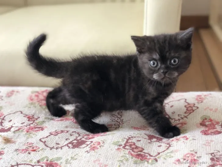 ID:1808-00443の子猫