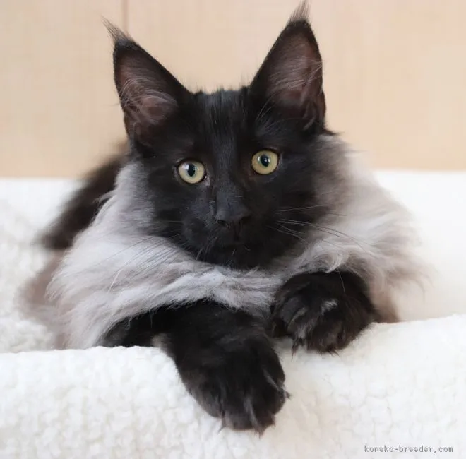 ID:1810-00423の子猫