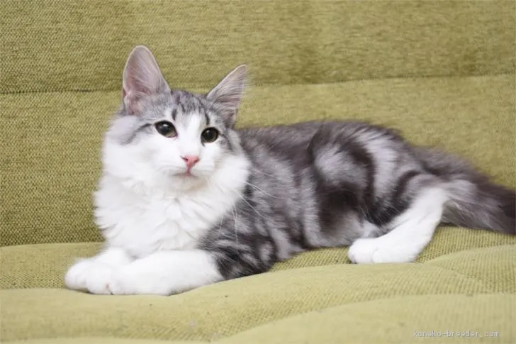 ID:1911-01334の子猫