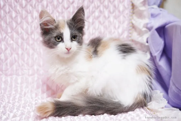 ID:2108-02648の子猫
