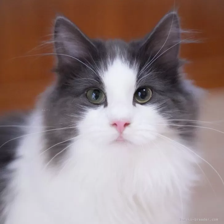 ID:2409-01640の子猫
