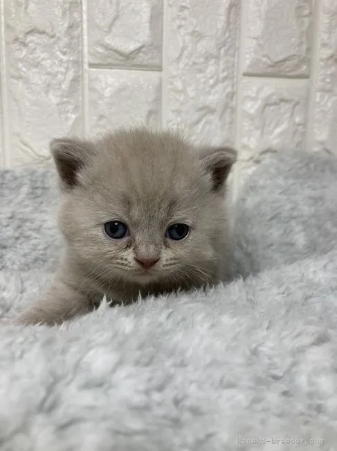 ID:2301-01610の子猫