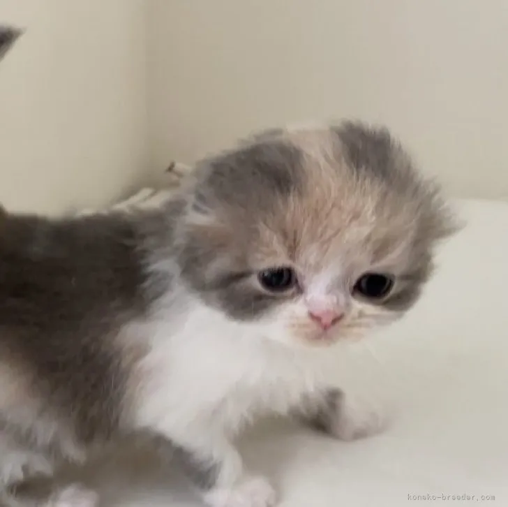 ID：2310-03101の子猫
