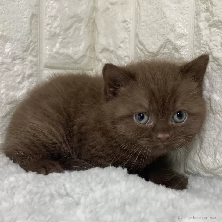 ID:2412-00069の子猫