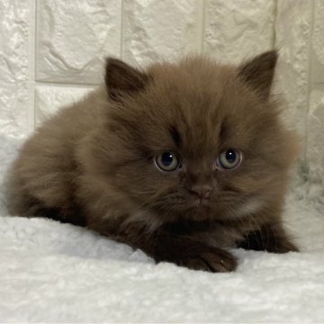 ブリティッシュロングヘア【大阪府・男の子・2025年2月28日・チョコレート】の写真「甘えん坊ちゃん」