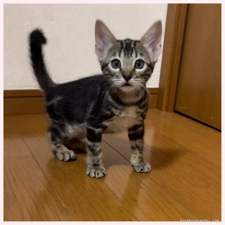 カズちゃん 様のお迎えした子猫