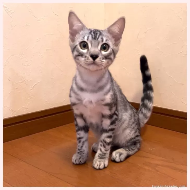 ID:2503-01103の子猫