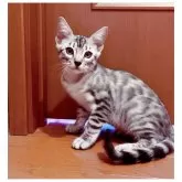 ベンガル