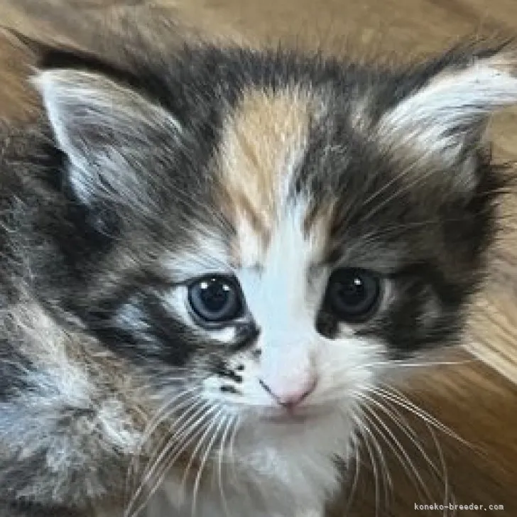 やっさん 様のお迎えした子猫