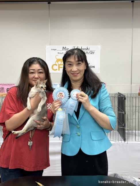 山田　美佳(やまだ　みか)ブリーダー(埼玉県・シンガプーラ・CFA/TICA/ACC登録)の紹介写真5